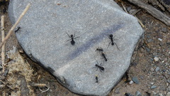 Acromyrmex lobicornis