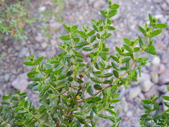 Larrea nitida