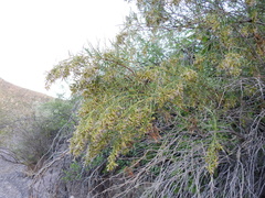 Acanthostyles buniifolius