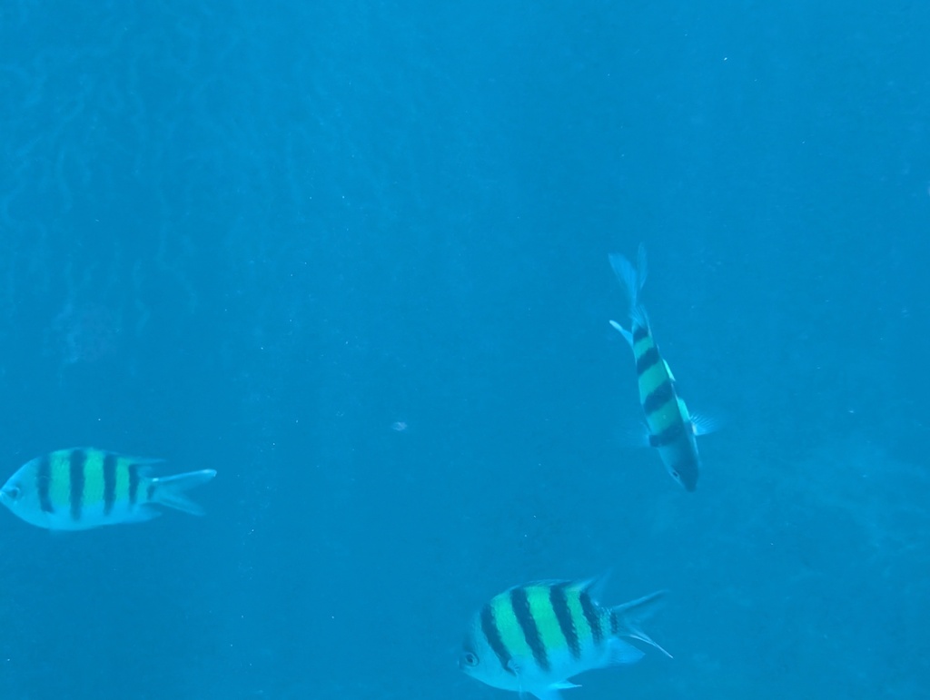 Indo-Pacific Sergeant Major (Abudefduf vaigiensis) — recorded at North Point