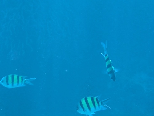 Indo-Pacific Sergeant Major (Abudefduf vaigiensis)
