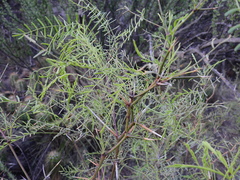 Prosopis flexuosa
