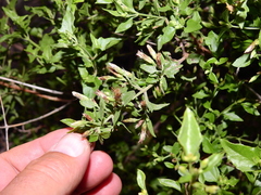 Austrobrickellia patens