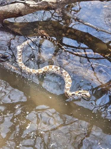 Eastern Hognose Snake