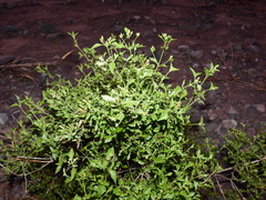 Austrobrickellia patens