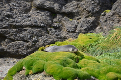 Arctocephalus tropicalis