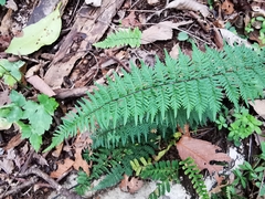 Myriopteris microphylla