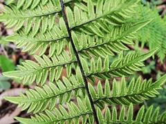 Myriopteris microphylla