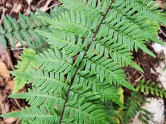 Myriopteris microphylla