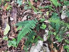 Myriopteris microphylla