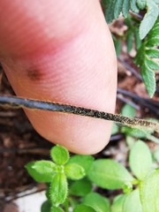 Myriopteris microphylla