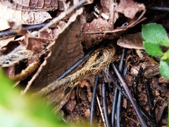 Myriopteris microphylla