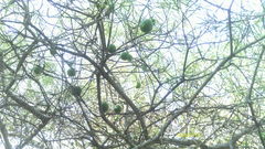 Cascabela thevetioides