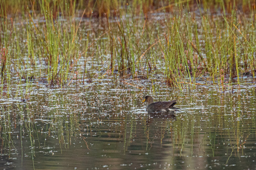 iNaturalist image