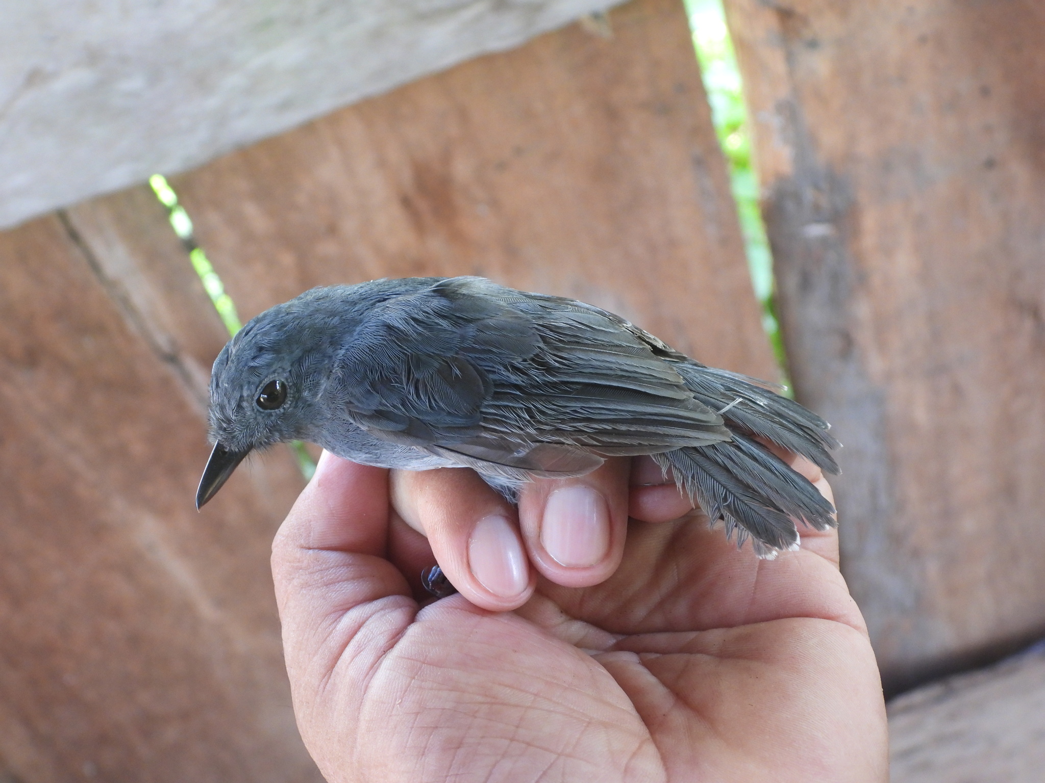 Dusky-throated Antshrike (Thamnomanes ardesiacus), photo 5