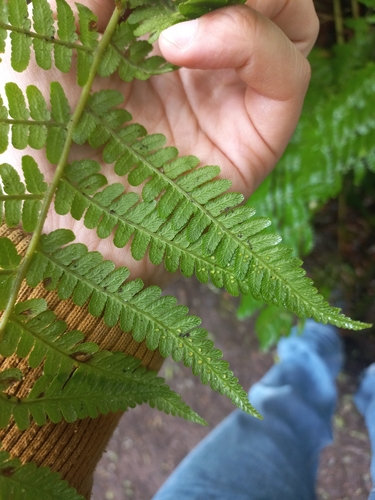 Canarian Male-fern (Dryopteris oligodonta)