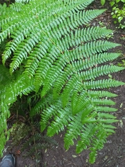 Dryopteris oligodonta, photograph (c) Yokki, some rights reserved (CC BY)