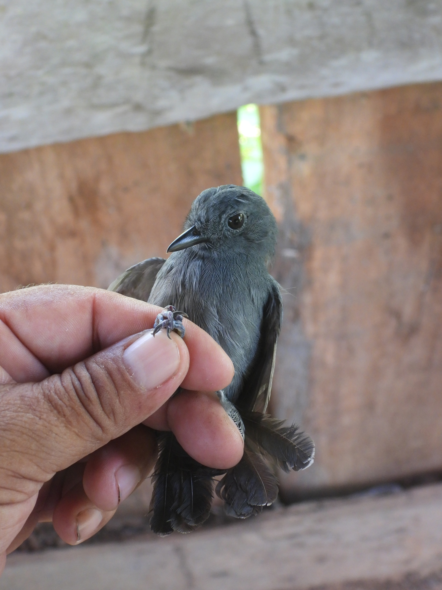 Dusky-throated Antshrike (Thamnomanes ardesiacus), photo 6