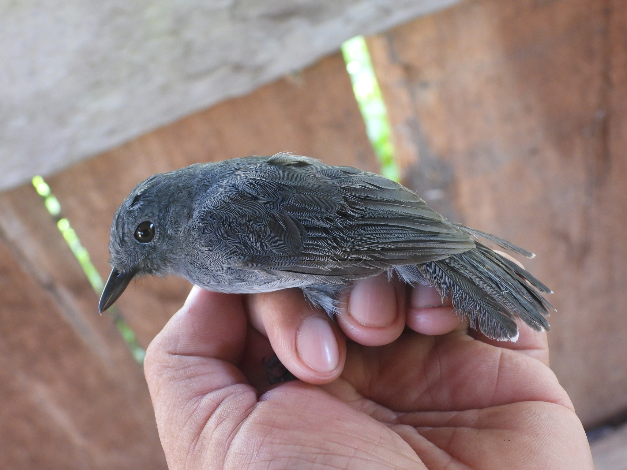 Dusky-throated Antshrike (Thamnomanes ardesiacus), photo 7