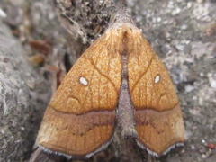 Stenbergmania albomaculalis