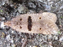 Deltophora fuscomaculata