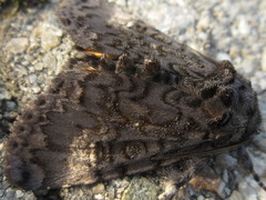 Xanthomantis contaminata