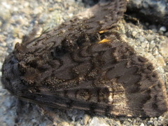 Xanthomantis contaminata