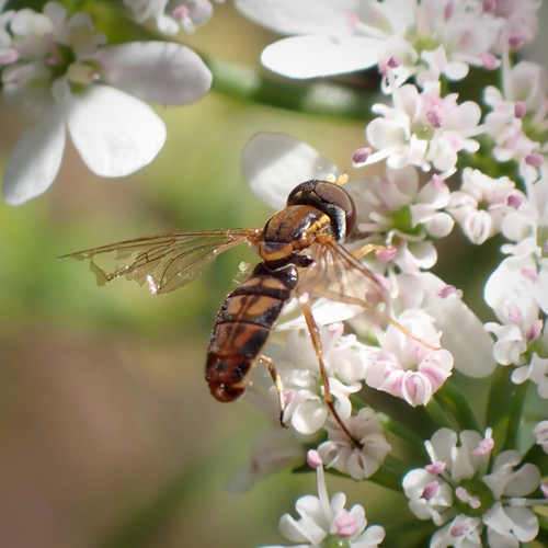 Unknown species found near W Fig St, Fallbrook, CA, US
