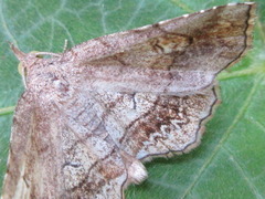 Pangrapta flavomacula