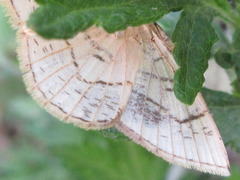 Cabera griseolimbata