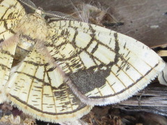 Cabera griseolimbata