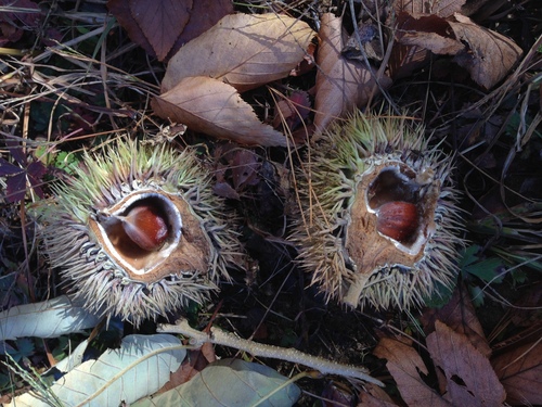 Chinese chestnut