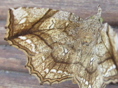 Pangrapta flavomacula