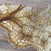 Pangrapta flavomacula - Photo (c) onidiras-iNaturalist, alguns direitos reservados (CC BY-NC), uploaded by onidiras-iNaturalist