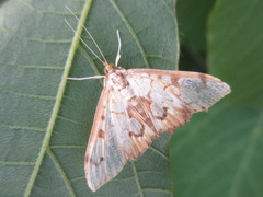 Neoanalthes contortalis