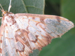 Neoanalthes contortalis