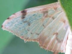 Neoanalthes contortalis