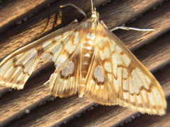 Neoanalthes contortalis