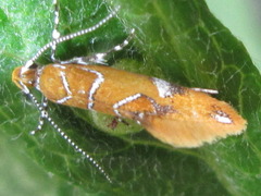 Promalactis odaiensis