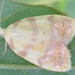 Acleris leechi - Photo (c) onidiras-iNaturalist, some rights reserved (CC BY-NC), uploaded by onidiras-iNaturalist