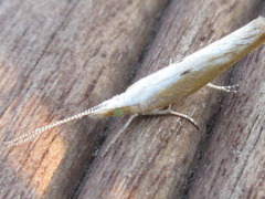 Ypsolopha blandella