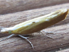 Ypsolopha blandella