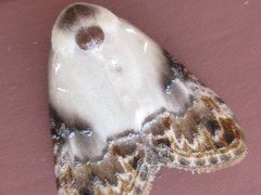 Nolathripa lactaria