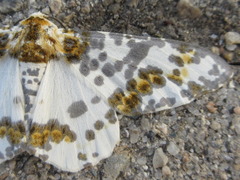 Biston panterinaria