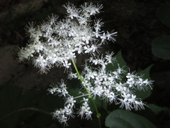 Filipendula glaberrima