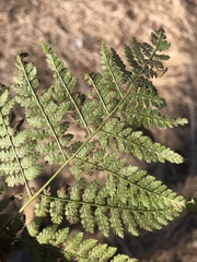 Dryopteris × boottii
