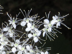 Filipendula glaberrima