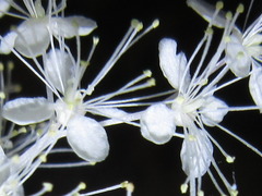 Filipendula glaberrima