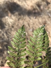 Dryopteris × boottii