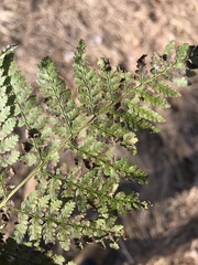 Dryopteris × boottii